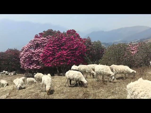 Shepherds tending their sheep in the pasture || Rural LifeStyle