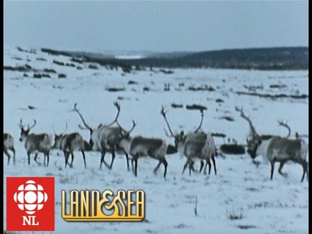 Land & Sea: Mushuau Innu learn to hunt caribou in Labrador