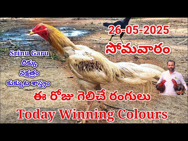 26 May 2025 Today Winning Colours//kukkuta sastram//colour update #telugu