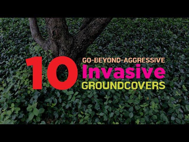 10 Invasive (?) Ground Cover Plants You Need to Watch Out