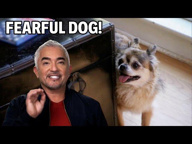 These Dogs Attack Everyone! | Dog Nation Episode 5 - Part 2