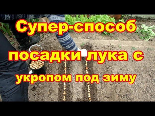 Супер  способ посадки лука-севка с укропом под зиму с защитой от мышей, проволочника и т д