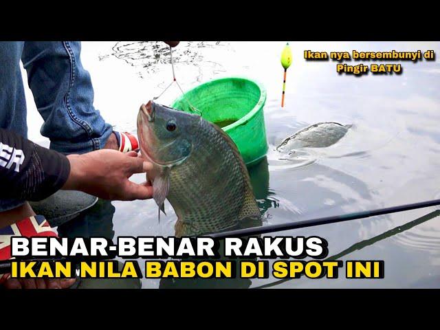 Benar benar Rakus ikan Nila Babon di spot ini sekali umpan turun langsung di makan