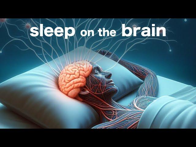 This Is What SLEEP Does to Your Brain