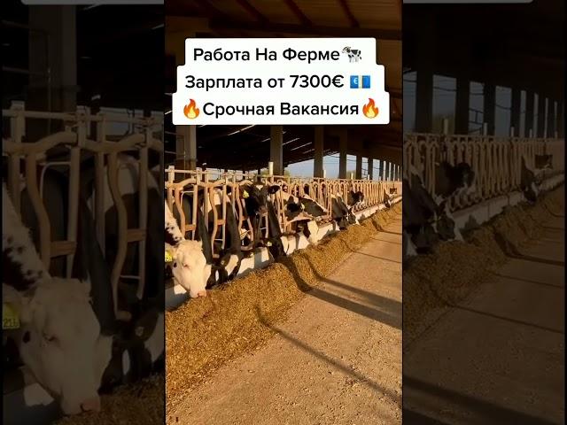 Работа в Европе #вакансии #работавевропе