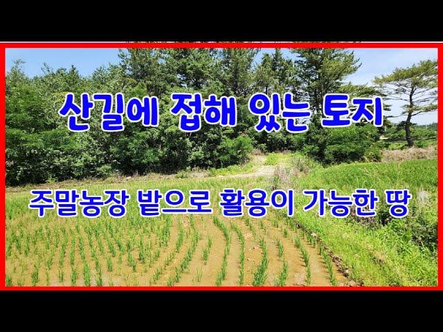 657 산길에 접해 있는 토지매매 주말농장 밭으로 활용이 가능한 대전리 주말농장매매 주말농장으로 이용하면서 전원주택부지로 활용이 가능한 포항땅매매 송라부동산 포항부동산 지목부동산