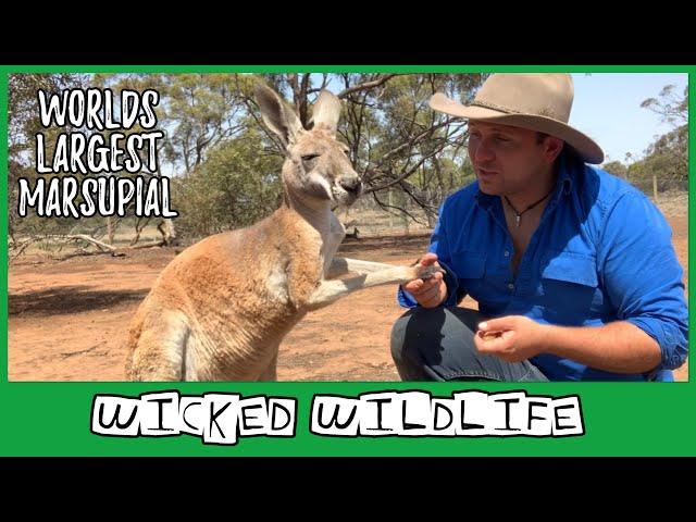 The Red Kangaroo - The Largest Marsupial on Earth