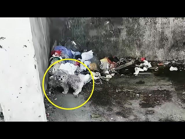 He's finding food in garbage, abandoned...