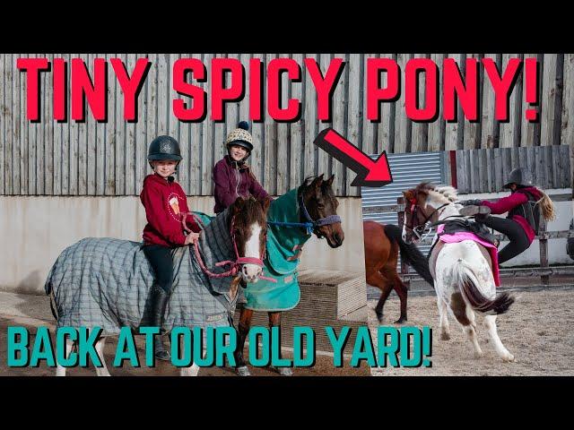 TINY SPICY PONY! HARLOW FALLS OFF AT HER OLD YARD!