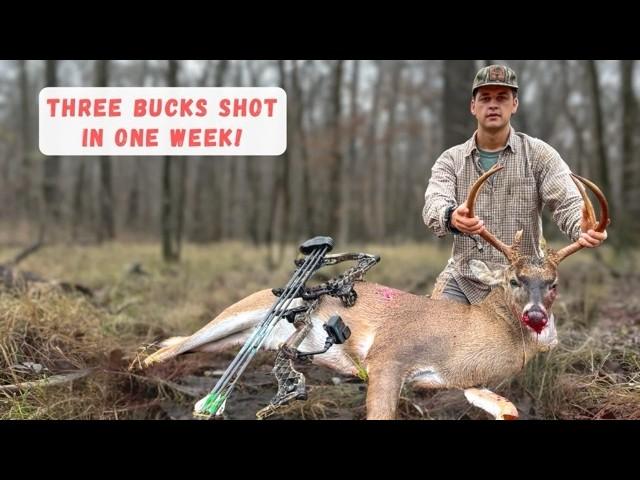 I Shot THREE BUCKS in a WEEK (Public Land Bowhunting)