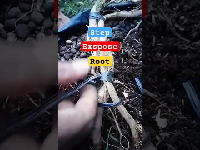 making bonsai #kereaktipchannel #bonsai #inspirasibonsai