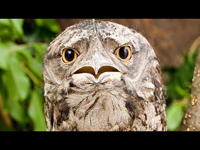 Your Life Will be Better After you Know About Frogmouths