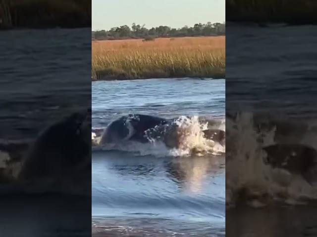 scarface lion chased in water by hippo 