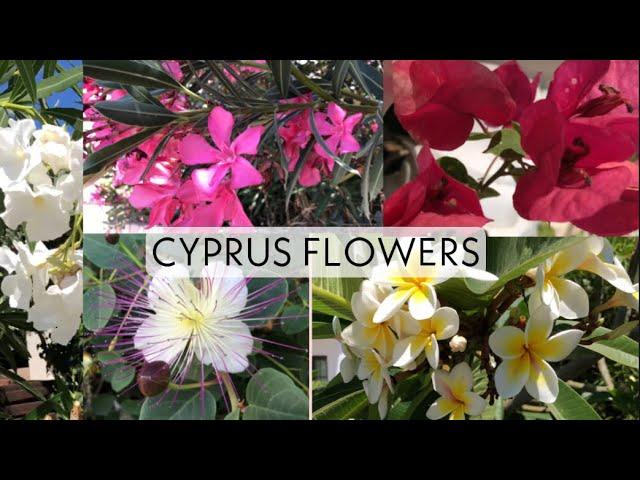 Big world of flower at Cyprus  | Неймовірні квіти Кіпрц