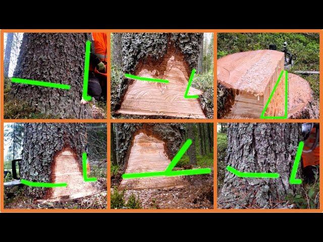 How Trees Fall With Different Undercuts