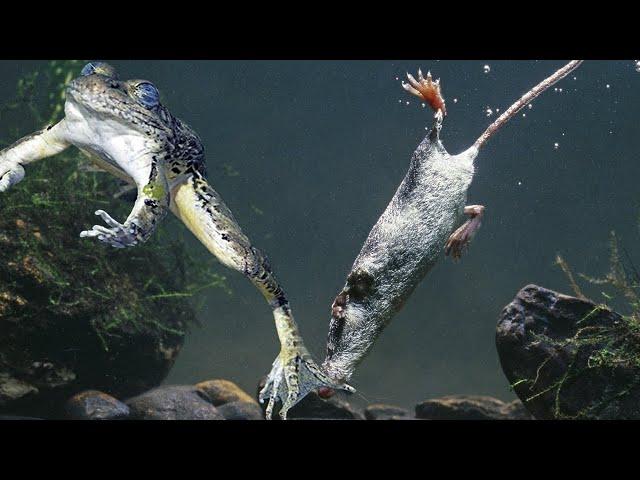 A poisonous "mouse" devouring fish and frogs! Water Shrew - Fast and Voracious!