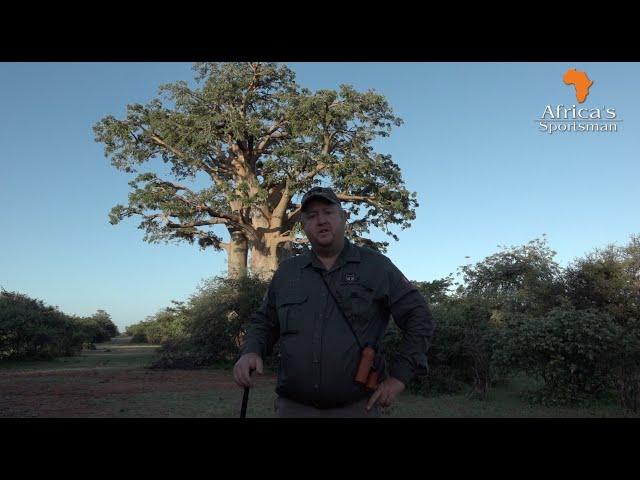 Hunting eland between giant boabab trees. Africa's Sportsman Show Ep 108