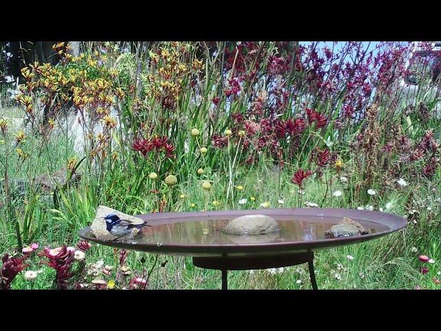 Birds Galore in Angus Stewart's Native Wildflower Garden