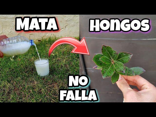 Este Fungicida es 1000 VECES mas POTENTE que OTROS! Eliminar hongos de las PLANTAS Con Ajo y leche