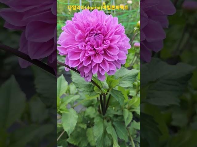 다알리아(dahlia)대륜종  바빌로 퍼펙트 즐겨라~~~