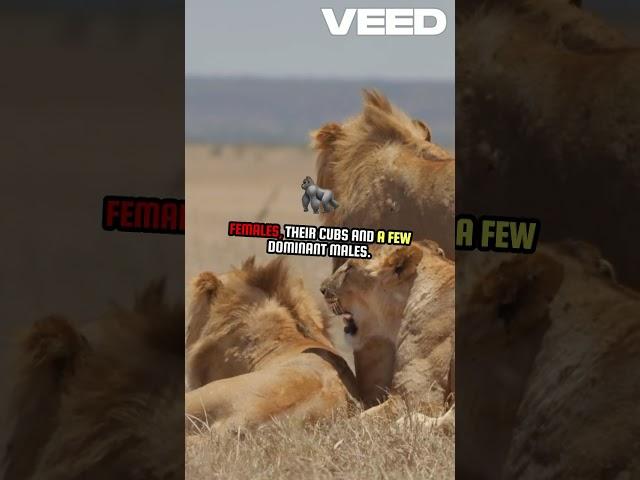 FACTS ABOUT LIONS                      #viralvideo#facts#youtuber #viralvideo#youtubeshorts#wildlife
