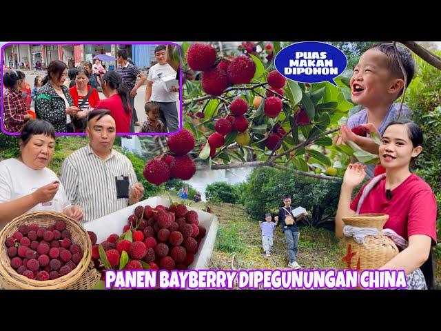 PANEN BAYBERRY DIPEGUNUNGAN CHINA, BANYAK YANG NITIP JADI KITA PANEN BANYAK  11 BOX