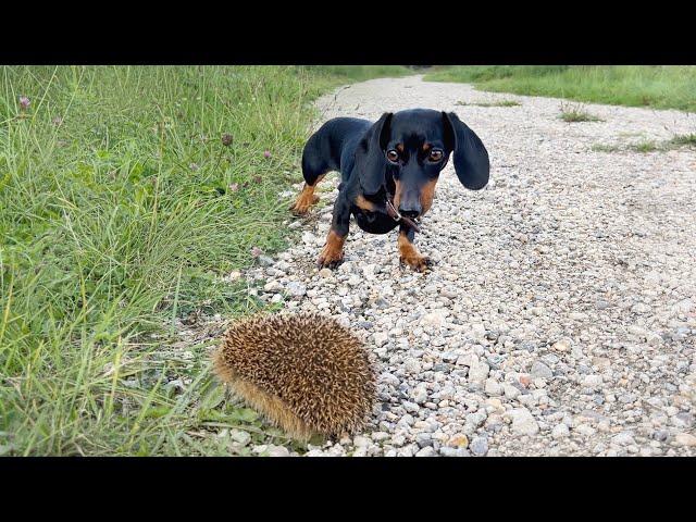 Family Diary- Mini Dachshunds face to face with hedgehog.