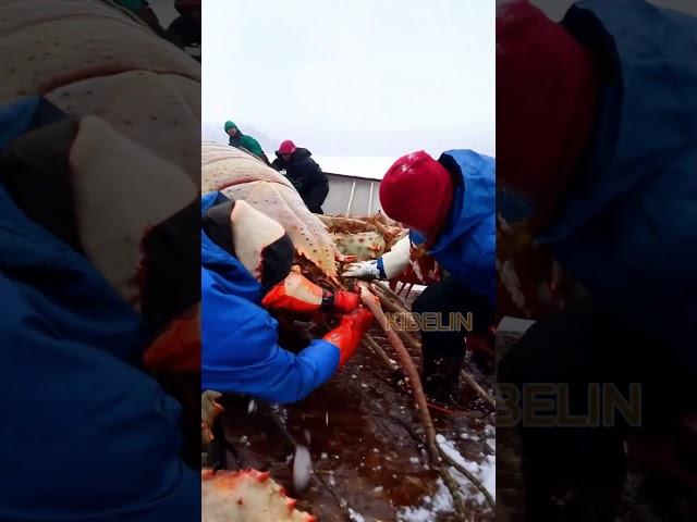 Giant Deep Sea Creature Caught by Fishermen!#deepseafishing #fishingexploration #giantseacreature