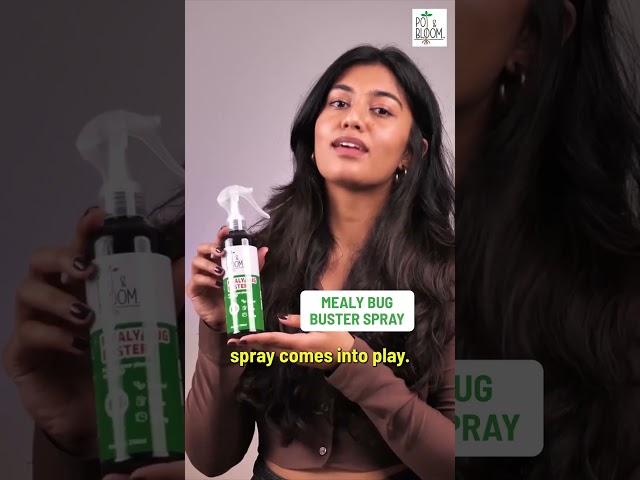 Secret to Get Rid of Mealybugs