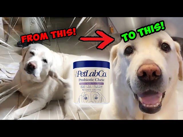 PetLab Co Probiotic Chew Review: Does It Help Seasonal Dog Allergies?