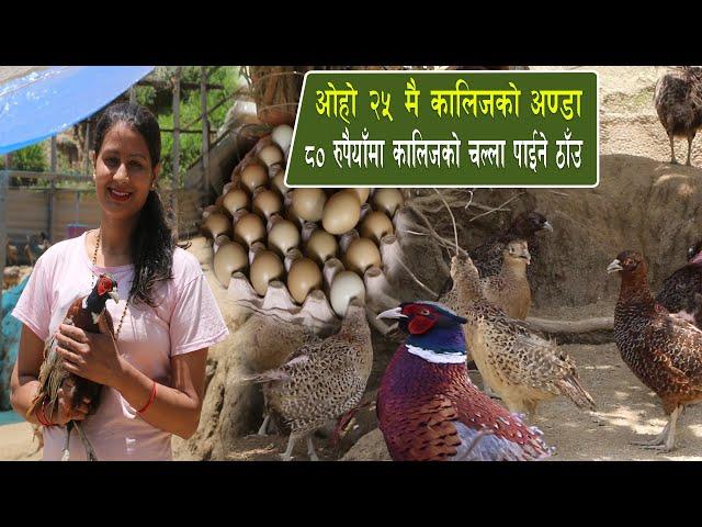 ४० वटा कालिजले  बनायो यति ठुलो साम्राज्य अब १२०० मै कालिज खान पाईने kalij farm in nepal,kalij palan