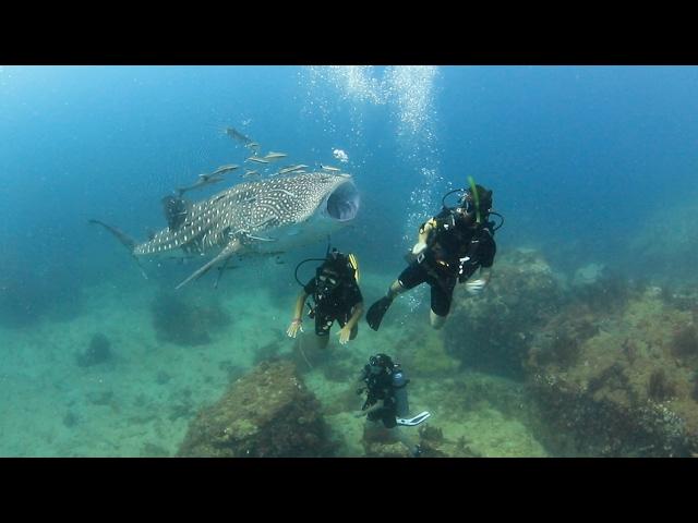 A REALLY Friendly Baby Whale Shark