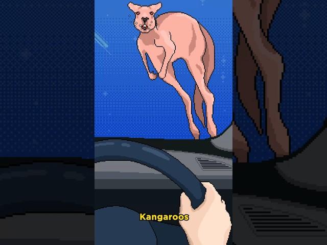 Kangaroos jump into oncoming cars ️