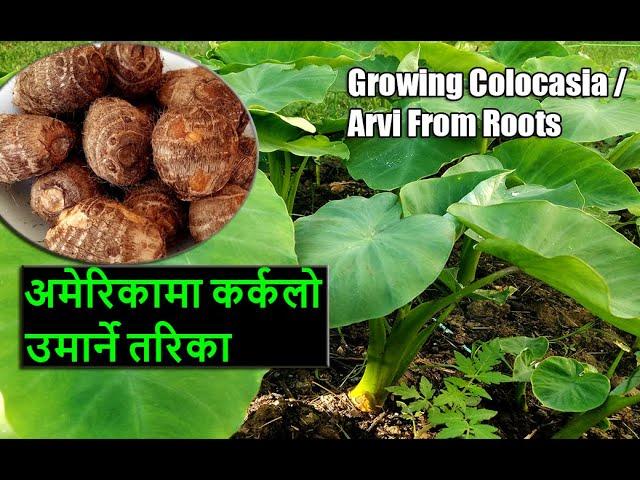 अमेरिकामा कर्कलो रोपन | Pidalu / Karkalo Ropne Tarika | Grow Taro Roots | Grow Colocasia  in a pot