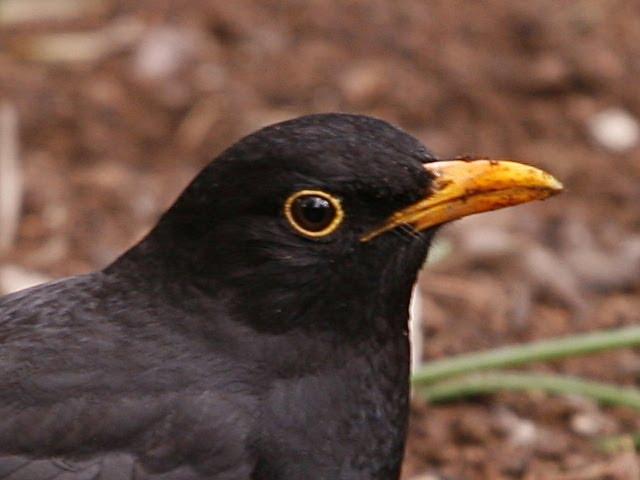 Reclamo de MIRLO COMÚN (Turdus merula ) #31