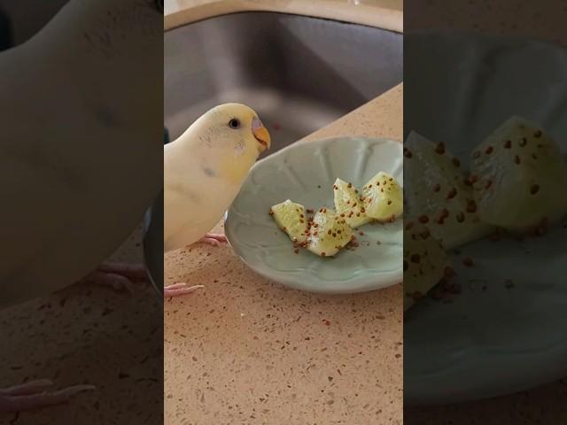 HE LOVED EATING THIS! | I made a special dinner for my honey  #parakeet #budgie #pets