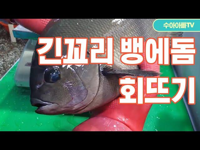 [긴꼬리벵에돔 회뜨기] 긴꼬리 벵에돔 1.8kg, 48cm 손질영상. 진짜 말이 안나오고 침만나옵니다. How to fillet Mejina.[수아아빠TV]