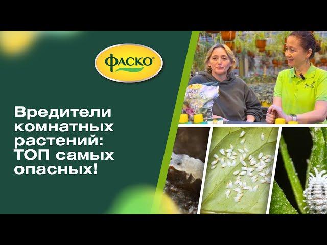 Вредители комнатных растений: ТОП самых опасных! 