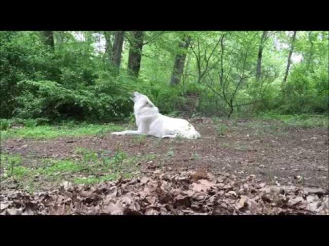 Heat Wave Howl