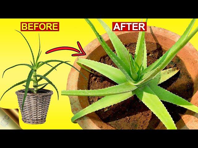 3 SECRETS TO GROW THICK & FLESHY ALOE VERA LEAVES | Aloe Vera Plant Hacks