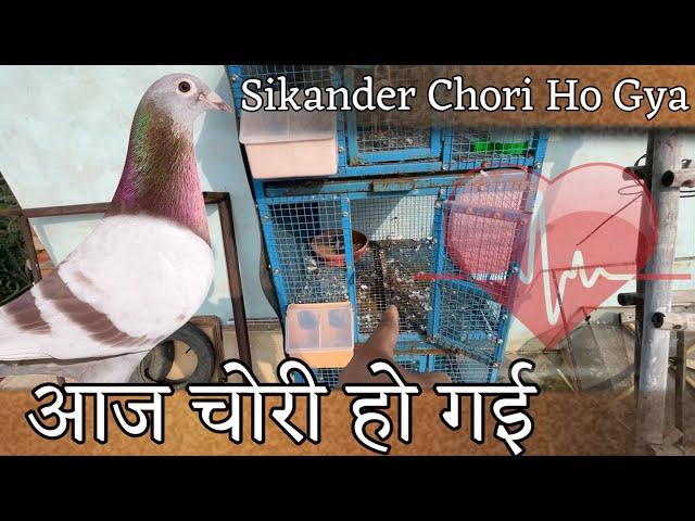 Kabootar Chori Ho Gaye | कबूतर चोरी हो गए  X Fighter Birds