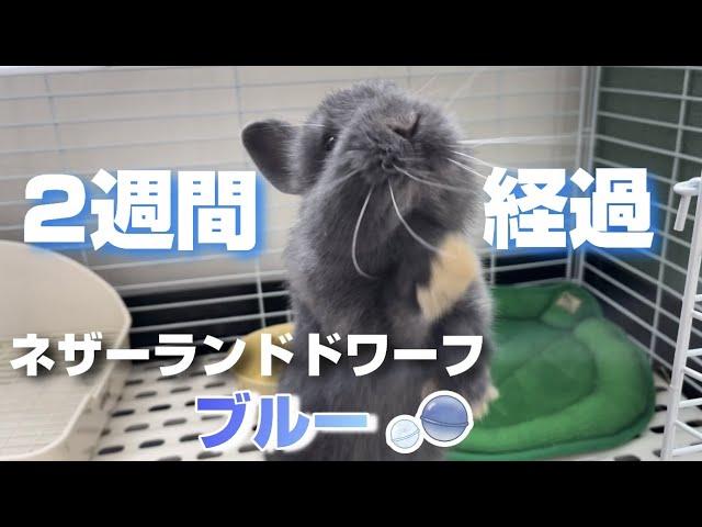 ブルーのうさぎをお迎えして２週間の様子と変化について【ネザーランドドワーフ】