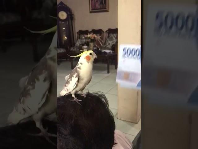 who doesn’t love money? #shorts #cockatiel #pets