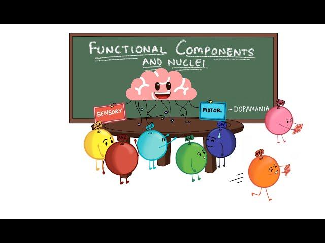 FUNCTIONAL COMPONENTS || NUCLEI OF ALL CRANIAL NERVES || NEUROANATOMY BASICS