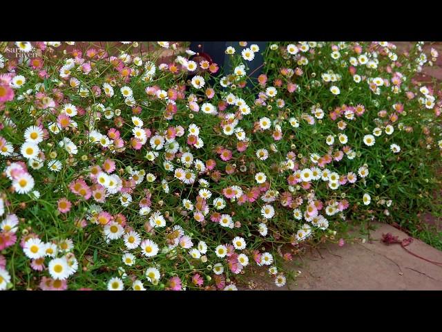 Erigeron karvinskianus (Mexican fleabane) | Why Sarah Raven Loves This