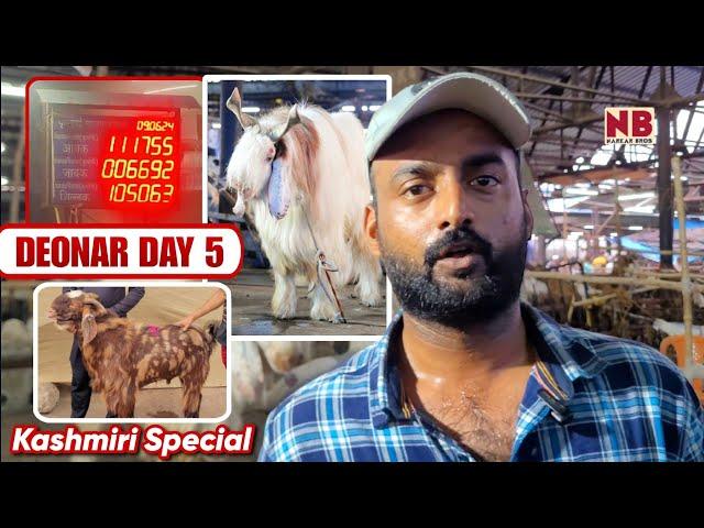 Biggest Kashmiri Goats in Deonar Bakra Mandi