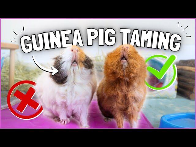 Guinea Pig Taming Do's and Don'ts!