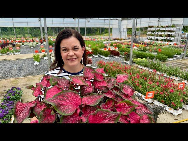 BOGO Flower Sale You Don't Want to Miss!