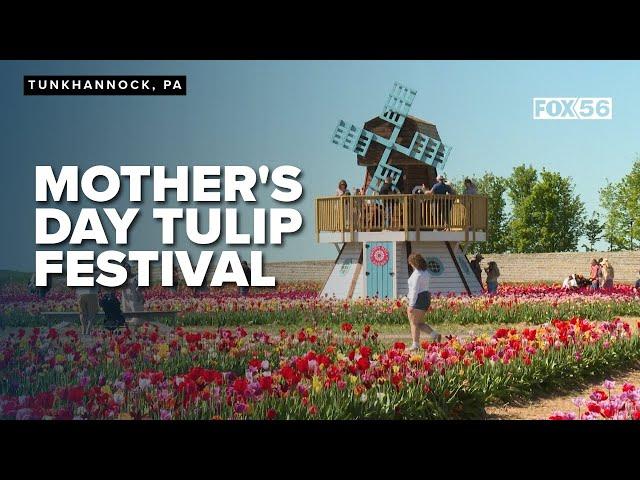 Families visit Brown Hill Farms for blooming Mother's Day celebration with 500,000 tulips