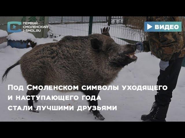 Под Смоленском символы уходящего и наступающего года стали лучшими друзьями